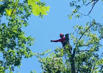 Tree Trimming Franklin NC