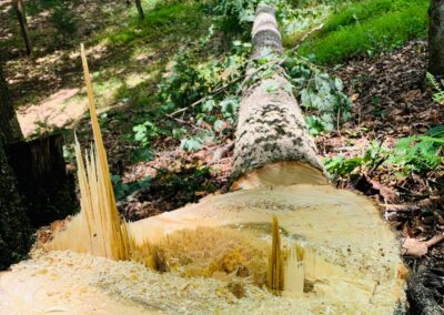 stump grinding franklin nc